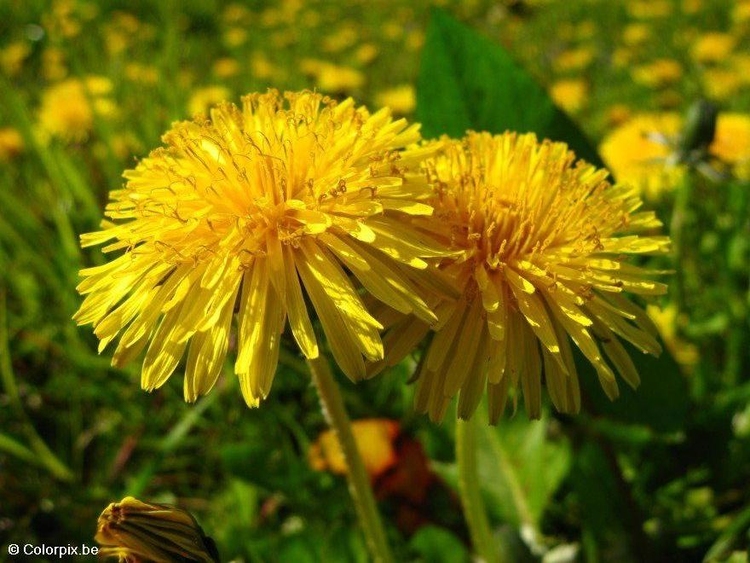 Photo dandelion 3