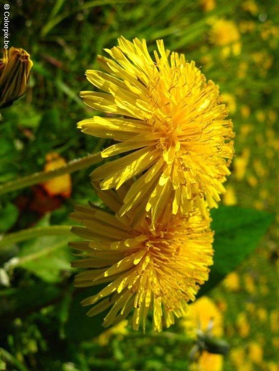 dandelion 3