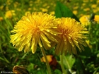 dandelion 3