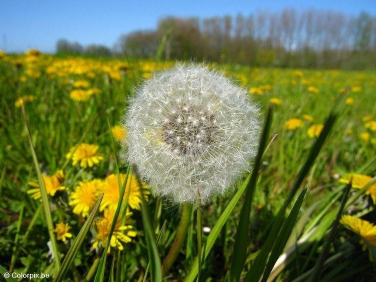 Photo dandelion 4