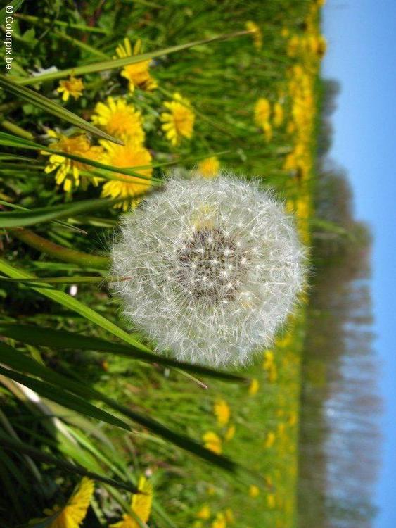 dandelion 4