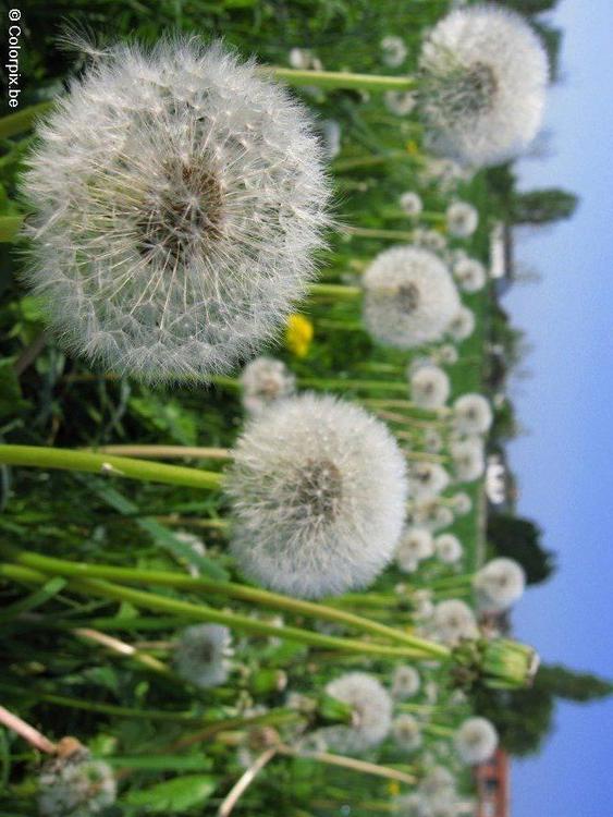 dandelion 7