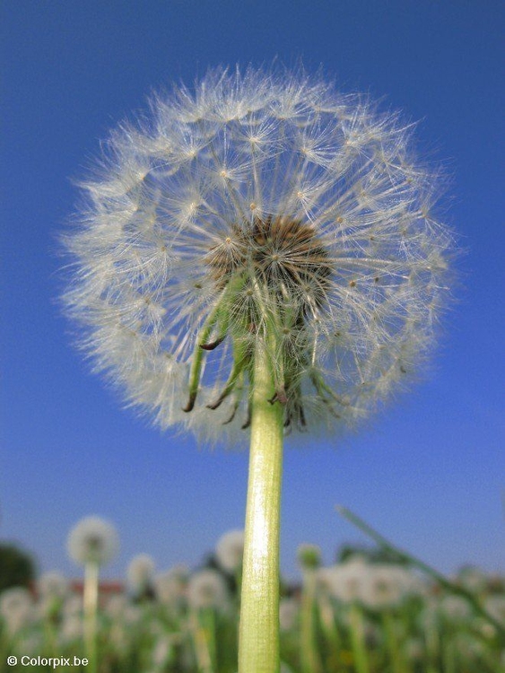 Photo dandelion 8