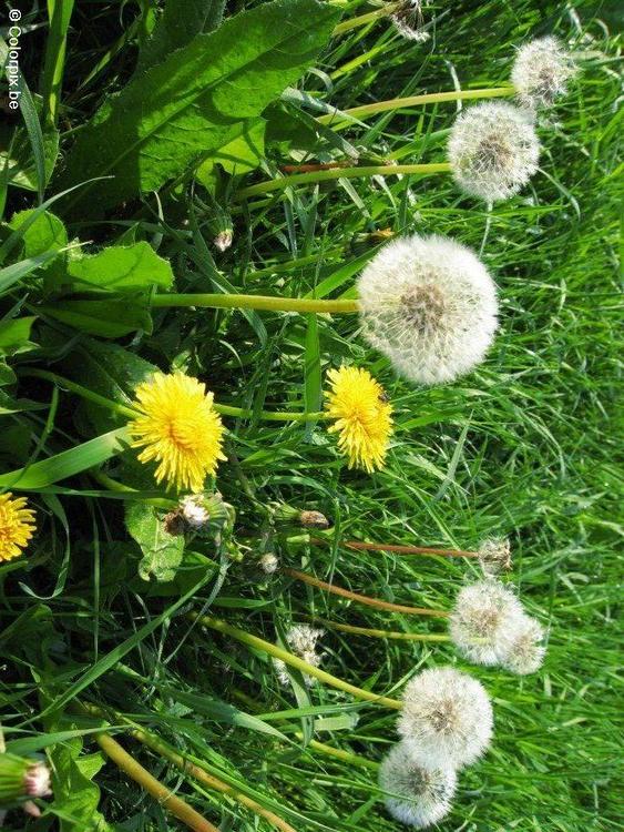 dandelion 9