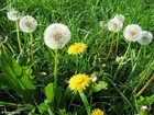 Photo dandelion 9