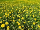 photo dandelion 1