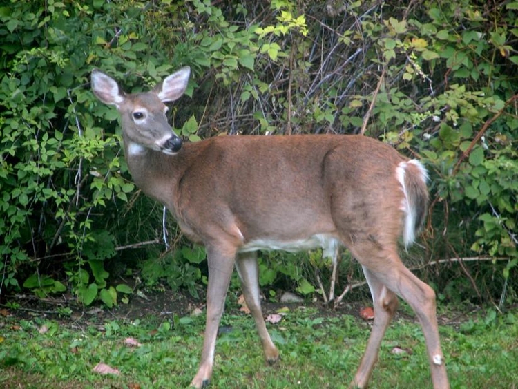 Photo deer 3