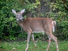 Photos deer 3
