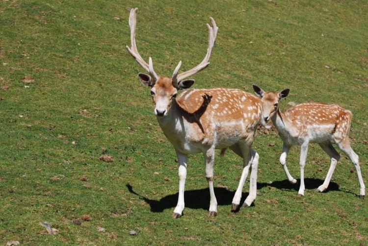 Photo deer and fawn