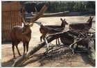 Photo deer and fawn