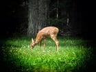 Photos deer