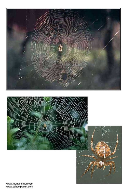 Photo diadem spider
