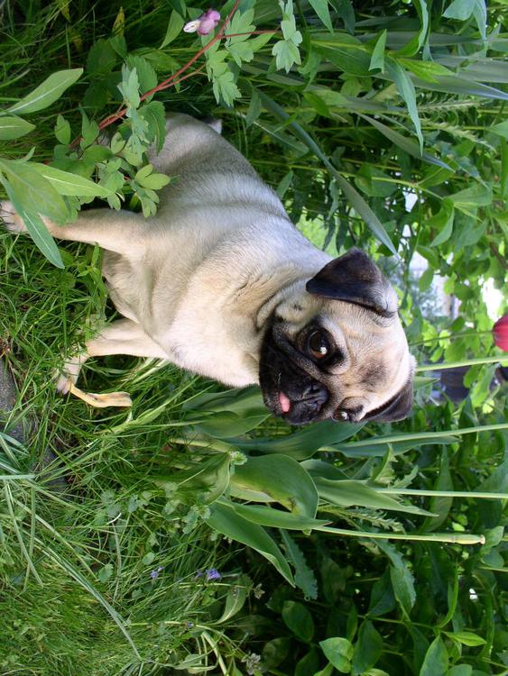 dog - pugdog