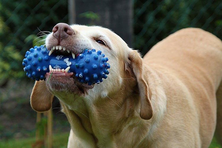 Photo dog with toy