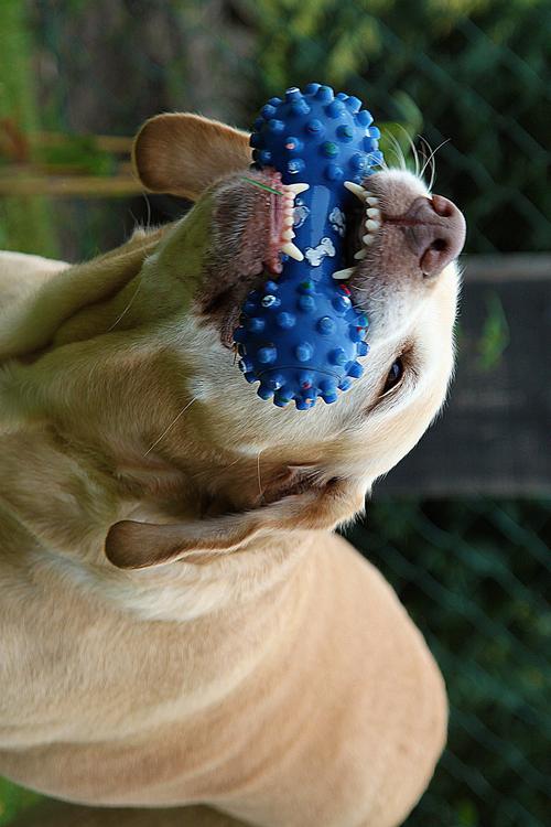 dog with toy