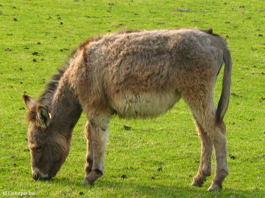 Photo donkey
