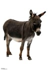 Photo donkey