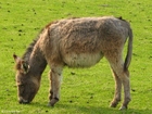 Photo donkey