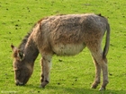 donkey