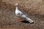 dove