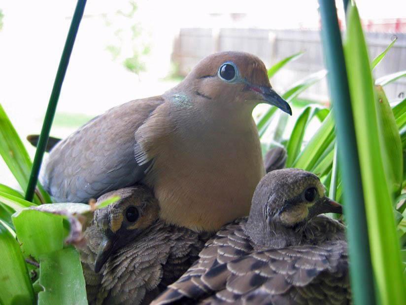 Photo dove with chick