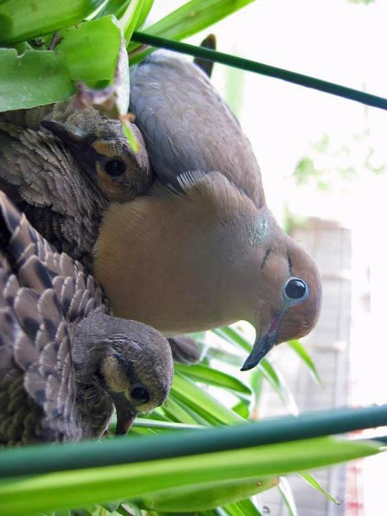 dove with chick