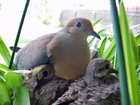 dove with chick