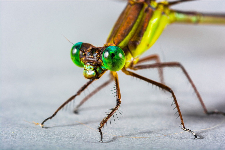 Photo dragonfly