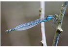 Photo dragonfly