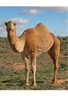 Photos dromedary