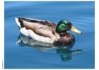 Photo duck 3