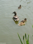 Photo duck with ducklings 2