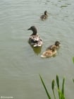 Photo duck with ducklings 2