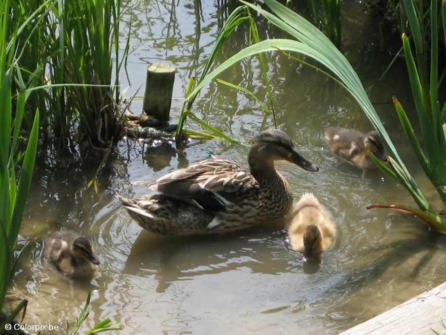 Photo duck with ducklings 3