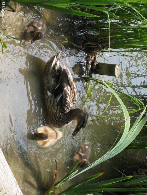 duck with ducklings 3