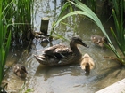 Photos duck with ducklings 3