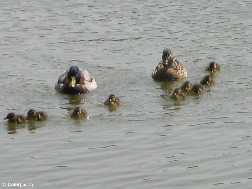 Photo duck with ducklings 4