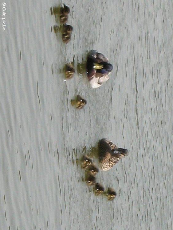 duck with ducklings 4