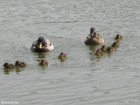 Photo duck with ducklings 4