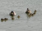 duck with ducklings 4