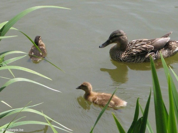 Photo duck with ducklings