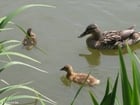 Photos duck with ducklings