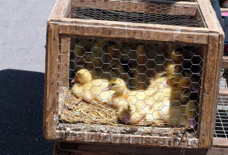 Photo ducklings in cage