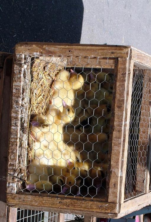 ducklings in cage