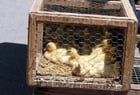 ducklings in cage