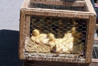 Photo ducklings in cage