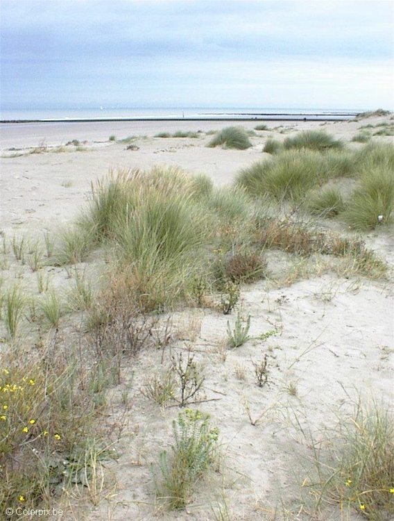 Photo dunes 2