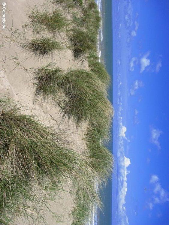 dunes and sea