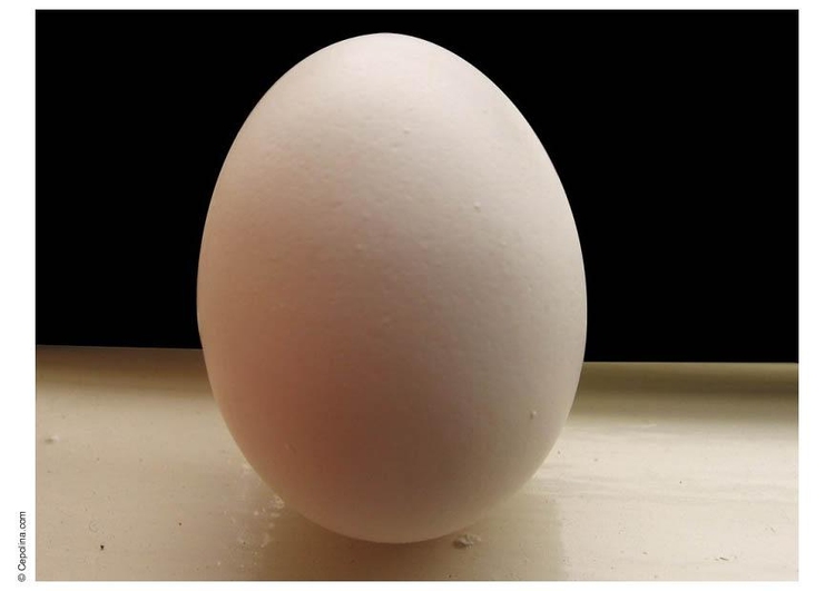 Photo egg