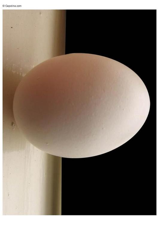 egg